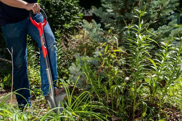 Alt view image 2 of 6 - 22011 Garden Shovel with Serrated Blade for Digging and Root Cutting, Heavy Duty Steel Spade, Red