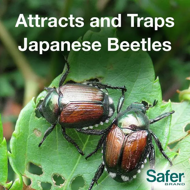 Alt view image 3 of 6 - Brand Japanese Beetle Trap w/Attractant - 12 Traps 70102