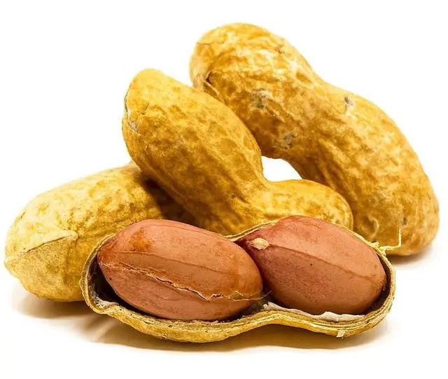 Alt view image 2 of 6 - Crazy Nuts | USA Grown Whole In Shell Raw Peanuts for Birds and Squirrels, 25lb | Jumbo Whole In Shell Peanuts for Birds and for Eating