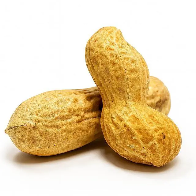 Alt view image 3 of 6 - Crazy Nuts | USA Grown Whole In Shell Raw Peanuts for Birds and Squirrels, 25lb | Jumbo Whole In Shell Peanuts for Birds and for Eating