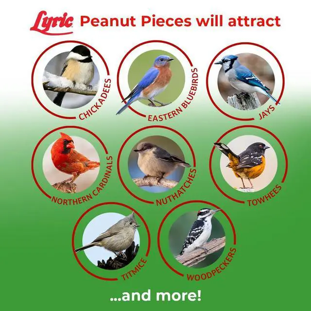Alt view image 5 of 6 - Peanut Pieces Wild Bird Seed - Shelled Peanuts Wild Bird Food for Outside Feeders - 30 lb (Pack of 2-15 lb Bags)