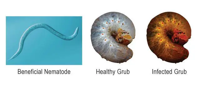 Alt view image 5 of 6 - Beneficial Nematodes Triple Blend Pack HB+SC+SF - General Biological Pest Control (25 Million)