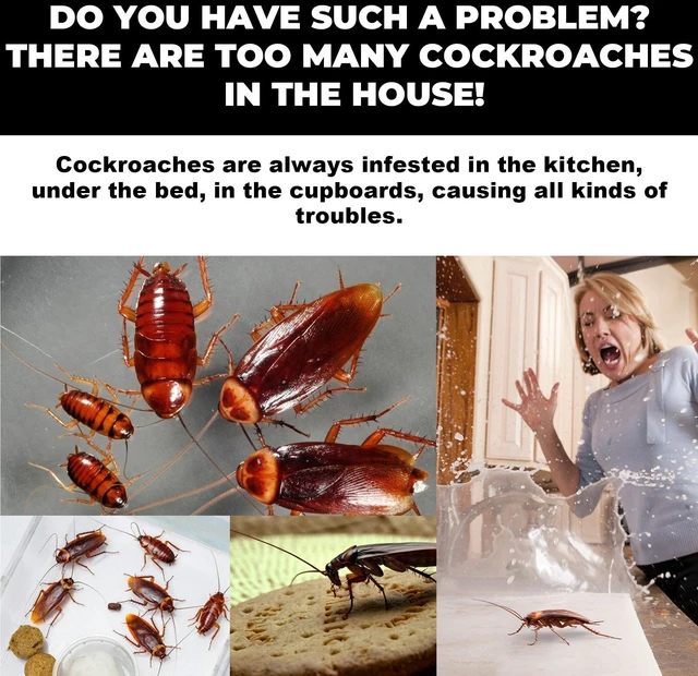 Alt view image 4 of 7 - Cockroach Bait Station 8 Traps + 8 Adhesive Strips, Indoor Roach Killer for Kitchen & Home, Long-Lasting Pest Control