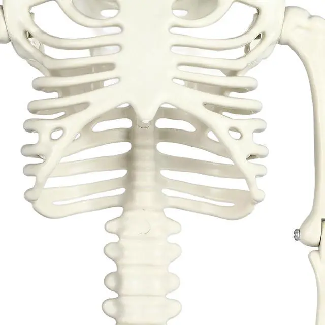 Alt view image 6 of 7 - Life Size Skeleton Mermaid Halloween Outdoor Decorations Movable Posable Joints Full Body Skeleton Mermaid Props