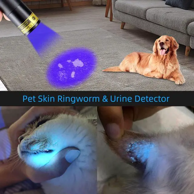 Alt view image 6 of 7 - UV 365nm Black Lights Mini Flashlight USB Rechargeable, Woods Lamp Portable LED Ultraviolet Pocket 370nm - Blacklight for Cat Urine Detection, Stains, Uranium Glass, Leak Detection, V4 365 nm