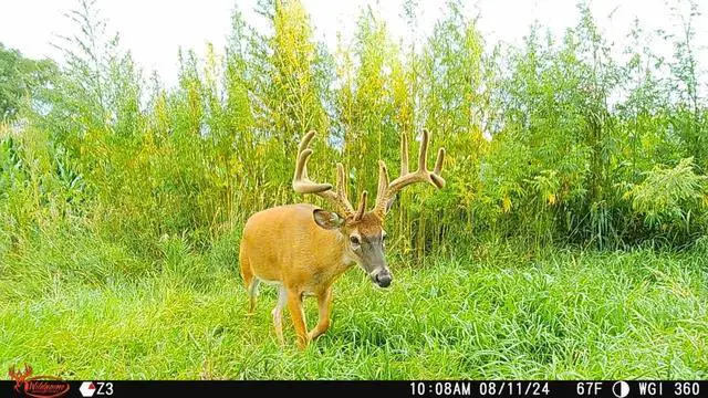 Alt view image 4 of 7 - Orbit 360 Degree Cellular Trail Camera