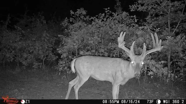 Alt view image 7 of 7 - Orbit 360 Degree Cellular Trail Camera