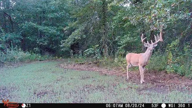 Alt view image 6 of 7 - Orbit 360 Degree Cellular Trail Camera