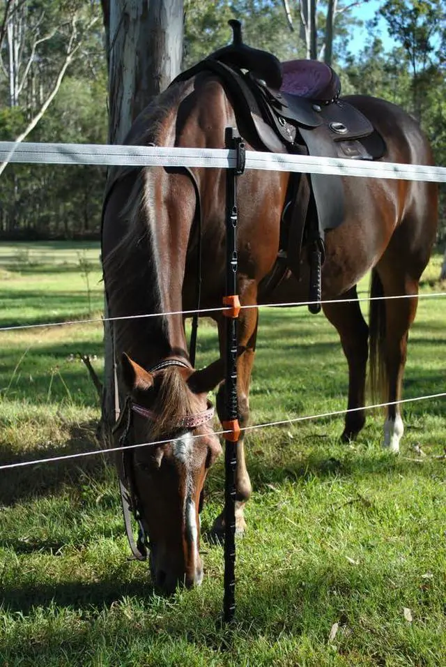 Alt view image 7 of 7 - Gallagher 47" Insulated Line Posts for Permanent or Temporary Electric Fencing | Composite Electric Fence Posts with Fiberglass Core