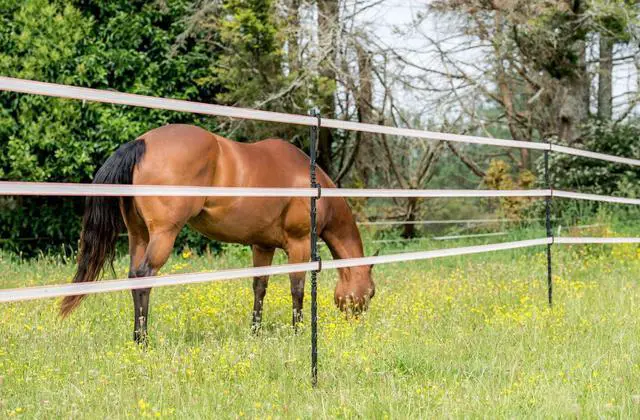 Alt view image 2 of 2 - Gallagher 1/2in x 1,312ft Turbo Poly Tape | High Visibility Electric Fence for Horses & Livestock | Highly Conductive with Steel and Copper Strands