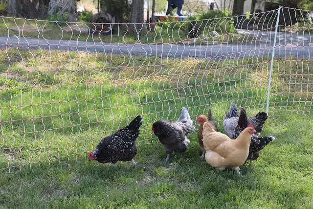 Alt view image 2 of 7 - Gallagher 48" x 164' Electric Poultry Netting | Chicken Fence Repels Predators, 9 Mixed Metal Strands for 48x More Conductivity and Consistent Voltage, Sturdy Wire Fencing Keeps Poultry Safe