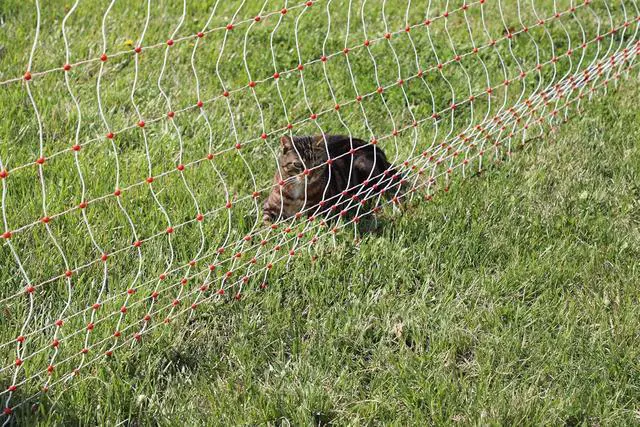 Alt view image 4 of 7 - Gallagher 48" x 164' Electric Poultry Netting | Chicken Fence Repels Predators, 9 Mixed Metal Strands for 48x More Conductivity and Consistent Voltage, Sturdy Wire Fencing Keeps Poultry Safe