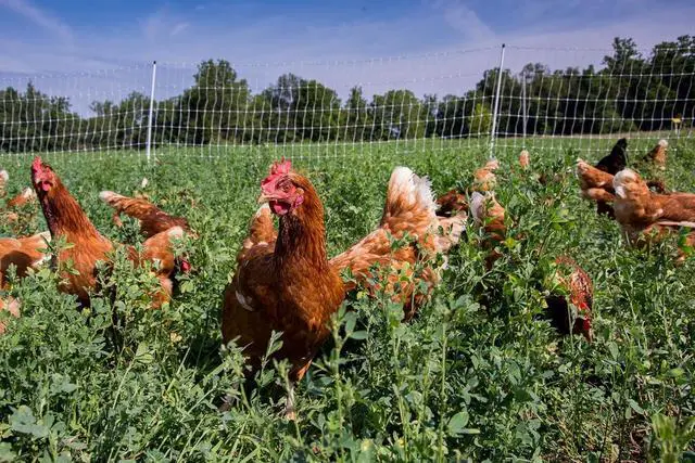 Alt view image 6 of 7 - Gallagher 48" x 164' Electric Poultry Netting | Chicken Fence Repels Predators, 9 Mixed Metal Strands for 48x More Conductivity and Consistent Voltage, Sturdy Wire Fencing Keeps Poultry Safe