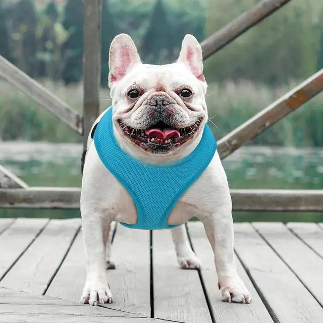 Alt view image 3 of 7 - Dog Harness for Medium Sized Dog, Soft Puppy Padded Vest for Walking, Running, Training - Sky Blue, L