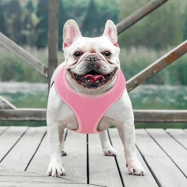 Alt view image 3 of 7 - Dog Harness for Medium Sized Dog, Soft Puppy Padded Vest for Walking, Running, Training - Pink, L