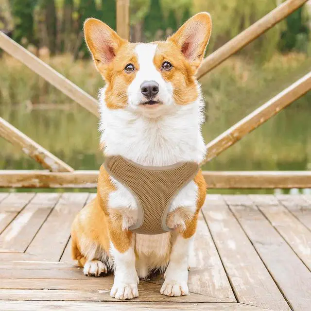 Alt view image 3 of 7 - Dog Harness for Small Sized Dog, Soft Puppy Padded Vest for Walking, Running, Training - Light Brown, M
