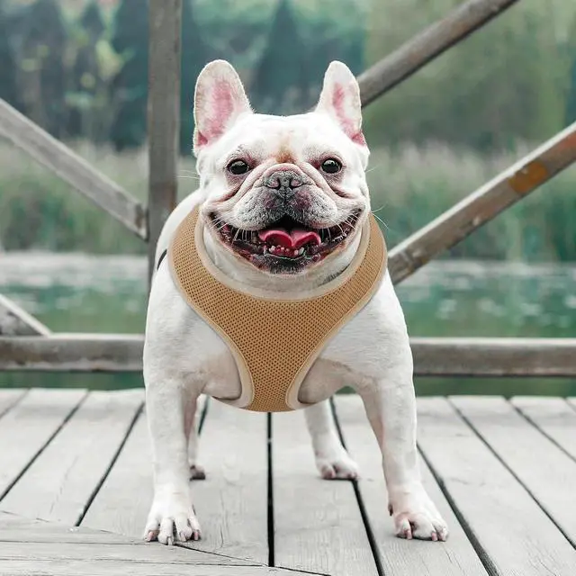 Alt view image 3 of 7 - Dog Harness for Medium Sized Dog, Soft Puppy Padded Vest for Walking, Running, Training - Light Brown, L