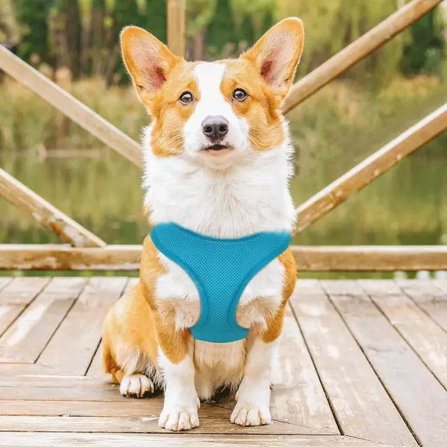 Alt view image 3 of 7 - Dog Harness for Small Sized Dog, Soft Puppy Padded Vest for Walking, Running, Training - Sky Blue, M