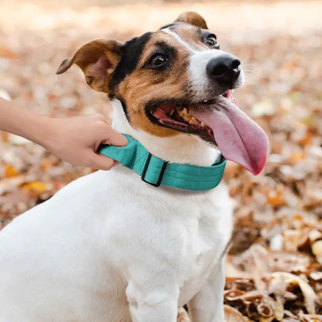Alt view image 3 of 7 - Tactical Dog Collar with Handle, 1.5 Inch Wide Heavy Duty Military Collar for Medium Large Dog Walking, Training, Running, Teal