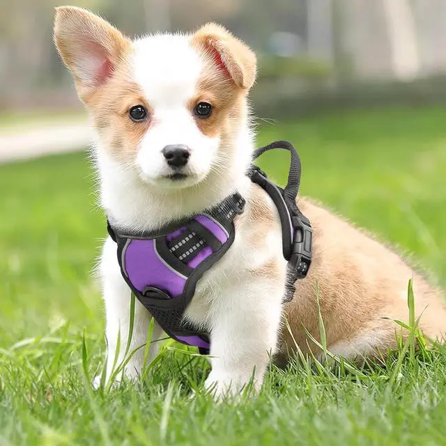 Alt view image 3 of 7 - Reflective Dog Harness, No Pull Vest Harness with Handle, Adjustable Soft Padded Pet Harness for Medium Dogs, Purple, M