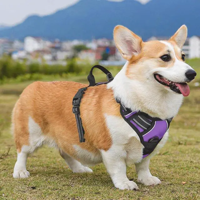 Alt view image 4 of 7 - Reflective Dog Harness, No Pull Vest Harness with Handle, Adjustable Soft Padded Pet Harness for Medium Dogs, Purple, M