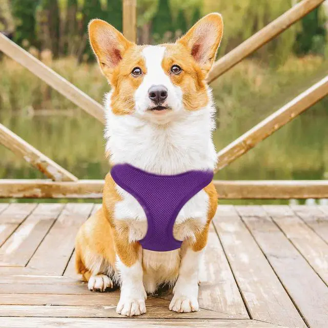 Alt view image 3 of 7 - Dog Harness for Small Sized Dog, Soft Puppy Padded Vest for Walking, Running, Training - Purple, M