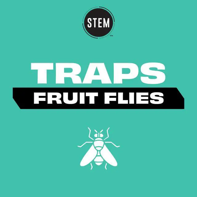 Alt view image 2 of 7 - Kills Fruit Fly Trap: Fruit Fly Catcher With Botanical Extracts; 5.4 fl oz (Pack Of 1)