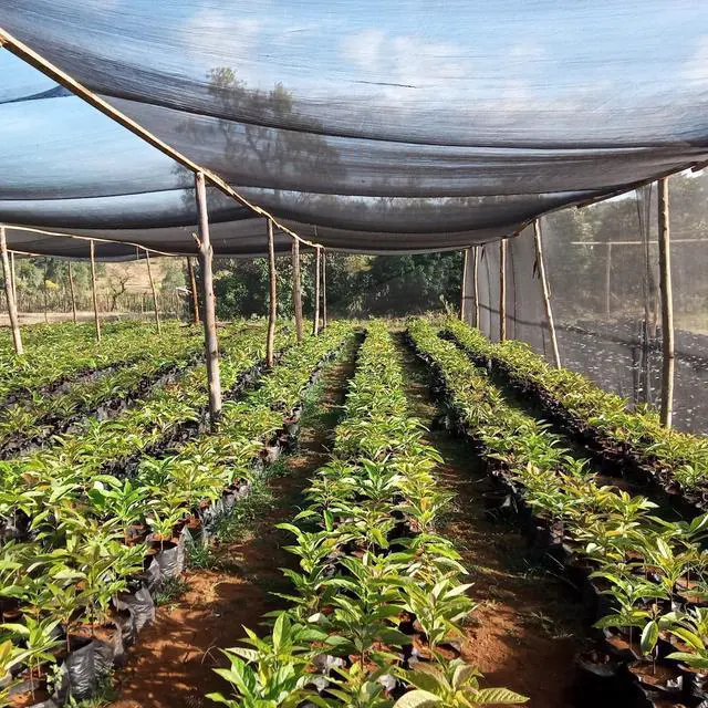 Alt view image 7 of 7 - Vocray 40% Shade Cloth for Plants, 12x30 Ft Greenhouse Shade Cloth, Plant Shade Cover from Sun, Outdoor Mesh Tarp for Garden, Vegetables, Flowers, Potted Plants Heat Protection.