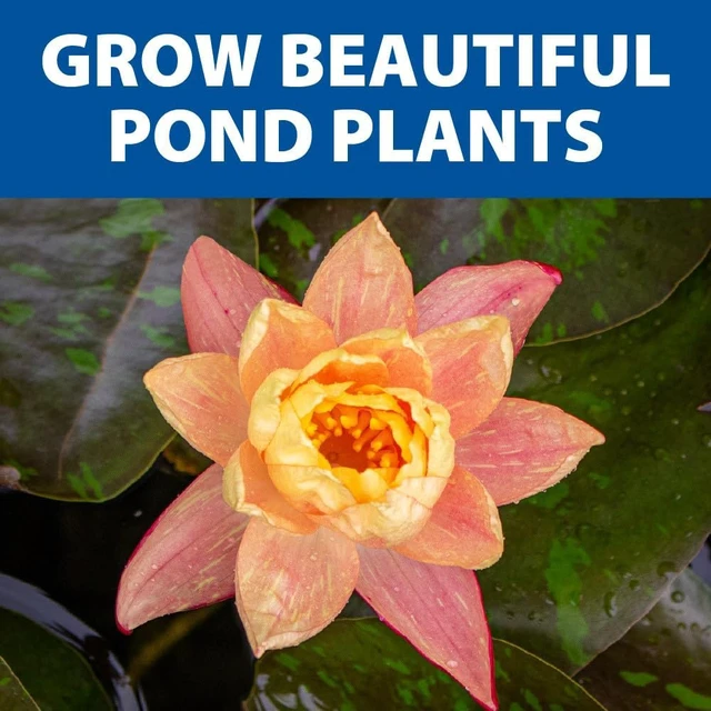 Alt view image 6 of 7 - Water Lily & Lotus Planting Kit, Large