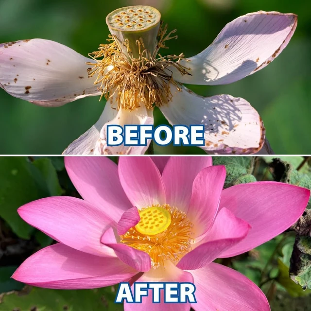 Alt view image 4 of 7 - Water Lily & Lotus Planting Kit, Large