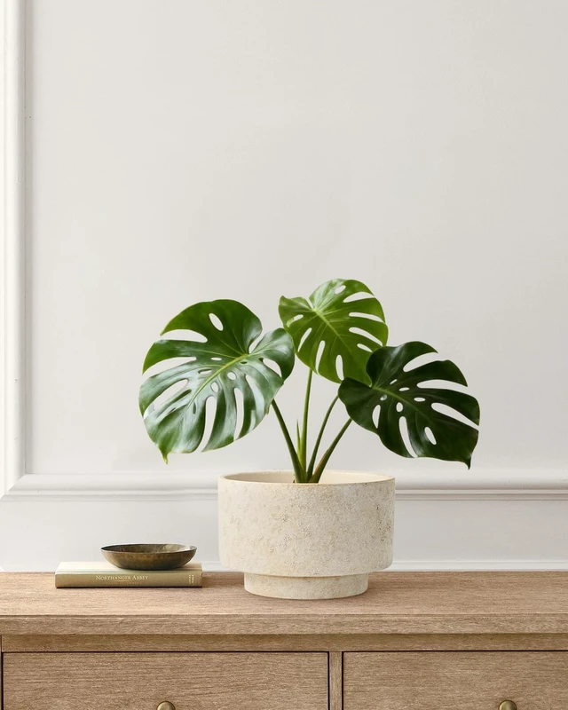 Alt view image 6 of 7 - Succulent Pots, 8"+6" Plant Pots, Ceramic Planters for Indoor Plants
