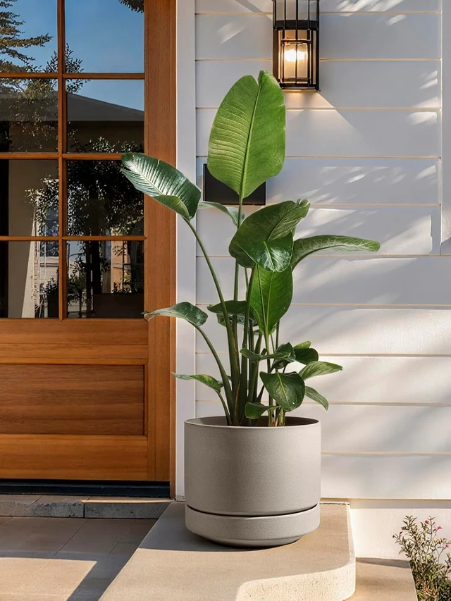 Alt view image 7 of 7 - LE TAUCI Large 14 Inch Plant Pot with Saucer | Ceramic Outdoor & Indoor Big Planter Pot | Drainage Hole, Mesh Pad | Unglazed Porous | Modern Minimalist for Home and Patio Neutral Gray