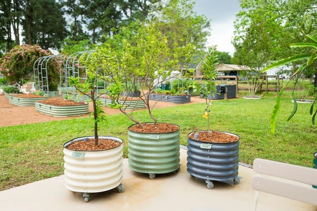 Alt view image 2 of 7 - Rolling Metal Citrus Tree Planter Pot, 21 Round Planter Box for Porch Patio & Backyard, 20 Gallon Large Planter Pot with Wheels for Growing Olive Trees Tomatoes Vegetables and Flowers, Olive Green