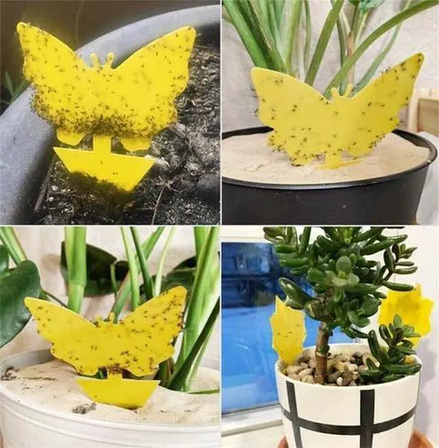 Alt view image 3 of 6 - Sticky Fruit Fly Traps, Fungus Gnat Killer Trap use for Indoor Outdoor, 48 pcs