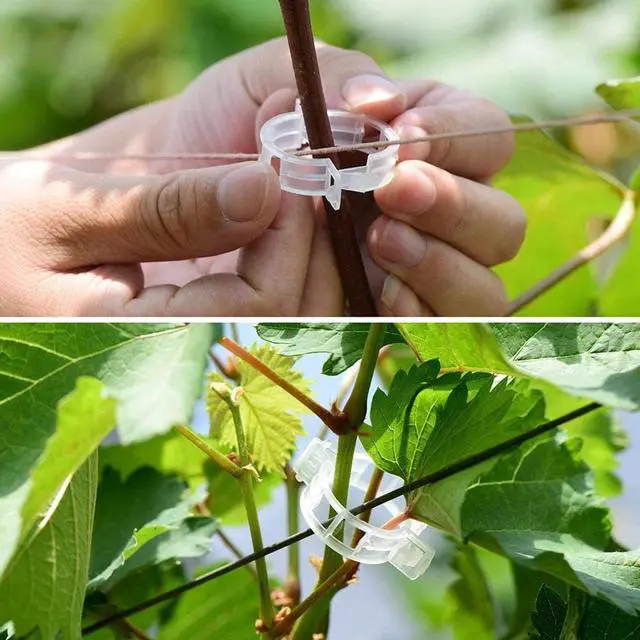 Alt view image 5 of 7 - 250 PCS Tomato Clips 23 mm Trellis Support Vegetable Garden Plant Binder