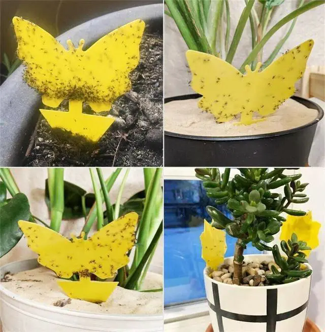 Alt view image 5 of 7 - Sticky Fruit Fly Traps, Fungus Gnat Killer Trap use for Indoor Outdoor, 48 pcs