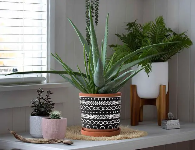 Alt view image 5 of 7 - D'vine Dev Set of 2 Terracotta Pots, 4 Inch & 6 Inch, Planter Pots for Plants with Drainage Holes and Saucers, Terracotta/Black, 31-958-D-2