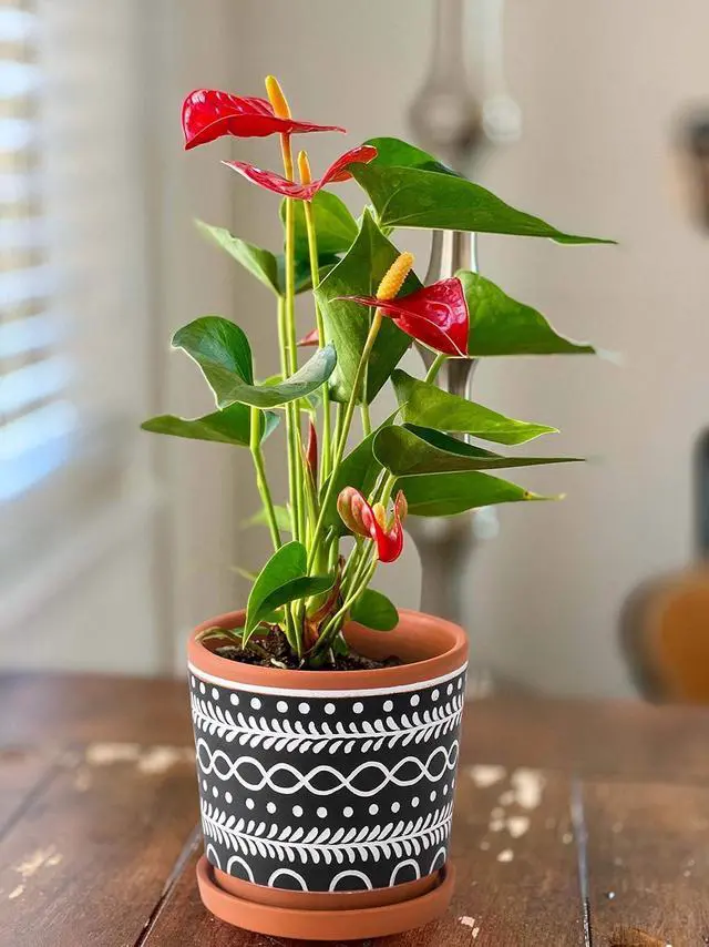 Alt view image 6 of 7 - D'vine Dev Set of 2 Terracotta Pots, 4 Inch & 6 Inch, Planter Pots for Plants with Drainage Holes and Saucers, Terracotta/Black, 31-958-D-2