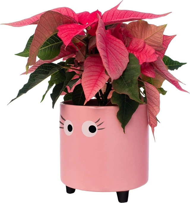 Main image of Fisura - Original Flower Pot Eye Design. Decorative Indoor Planter. Pot with Legs for Cactus. Pink Ceramic Planter for Flowers and Succulents. Dimensions: 5.12 in x 4.92 in