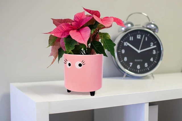 Alt view image 4 of 7 - Fisura - Original Flower Pot Eye Design. Decorative Indoor Planter. Pot with Legs for Cactus. Pink Ceramic Planter for Flowers and Succulents. Dimensions: 5.12 in x 4.92 in