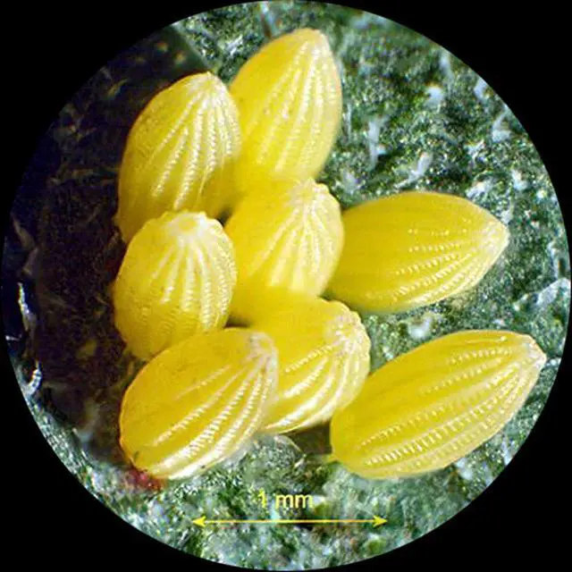 Alt view image 3 of 4 - Sharp Forward Stereo Microscope 20X-40X