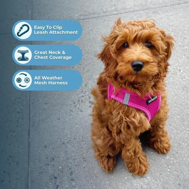 Alt view image 2 of 7 - Voyager Step-in Air Harness - All Weather Mesh, Reflective, No Pull Harness for Dogs, Cats - Secure with Hook & Loop Fastener, Buckle, Double D-Rings - Fuchsia, S