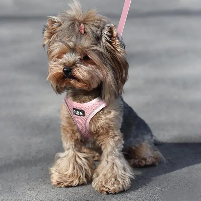 Alt view image 6 of 6 - Cat Harness and Leash Set for Walking Kitten and Puppy, Escape Proof Kitten Harness with Breathable Lightweight Soft Mesh, Adjustable Reflective Step-in Design. (XXXS, Pink)