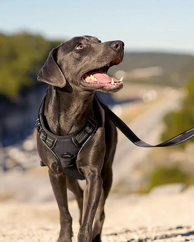 Alt view image 6 of 6 - No Pull Dog Harness Medium Sized Dog, Reflective Pet Vest with Front Clip, Adjustable Soft Padded Harnesses with Easy Control Handle for Training and Walking, Black, M