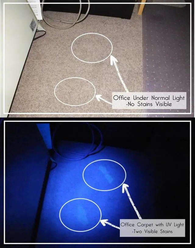 Alt view image 4 of 7 - Mini Zoomable 3 Modes UV Blood Tracking Flashlights for Hunting Ultraviolet LED Blacklight Flashlight Pocket Torch for Money Detector, Cat-Dog-Pet Urine Detector (Battery not Included)