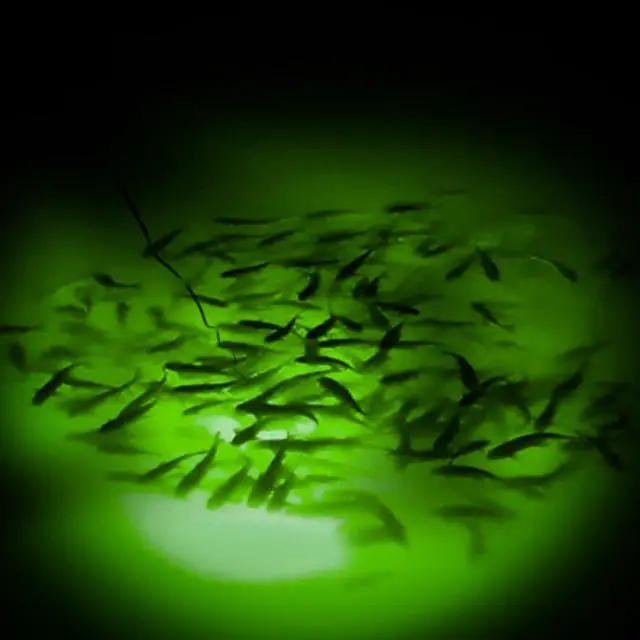 Alt view image 6 of 7 - 12V 126 LEDs 13W Fishing Light Underwater Night Fishing Lure Finder Light Green Submersible Fishing Lights with 5M Power Cord for Pool Boat Sea Ice Fishing Attractants More Fish