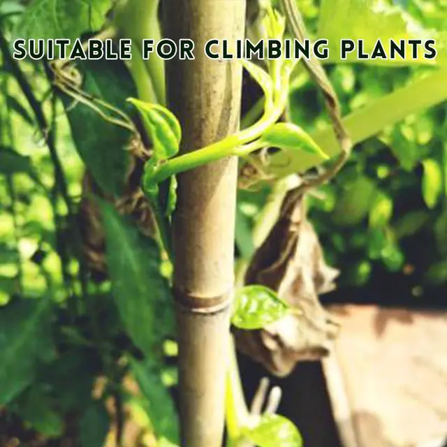 Alt view image 6 of 7 - 32Pcs 18in Natural Bamboo Garden Stakes for Plant Support with Twist Ties for Tomatoes, Beans, Flowers, Potted Plants, Indoor and Outdoor Climbing Plants