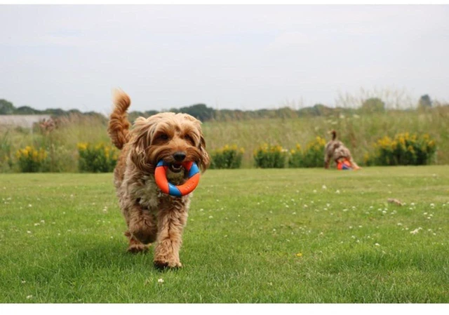 Alt view image 4 of 5 - Chuckit! UltraRing Fetch and Chase Outdoor Dog Toy for All Breeds