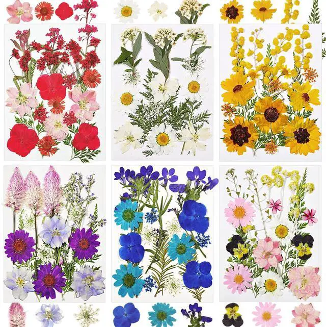 Main image of 106pcs Natural Dried Flowers and Leaves Compressed for Resin