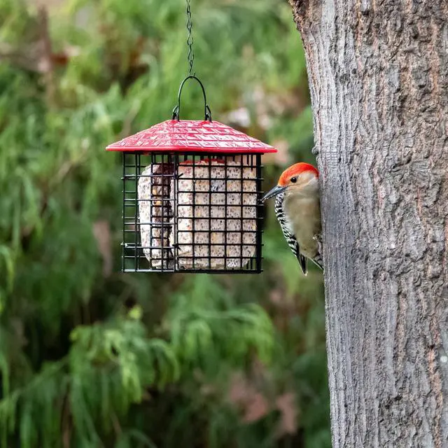 Alt view image 5 of 5 - More Birds Double Suet Feeder with Weather Guard, Wild Bird, Assorted Colors